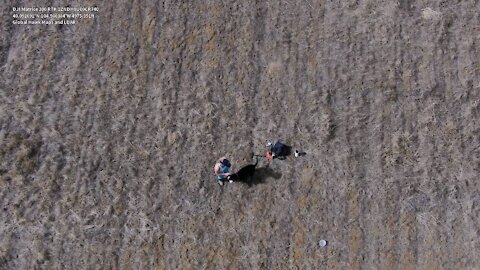 Gun Dog Retriver Training in The Rockies with a Drone