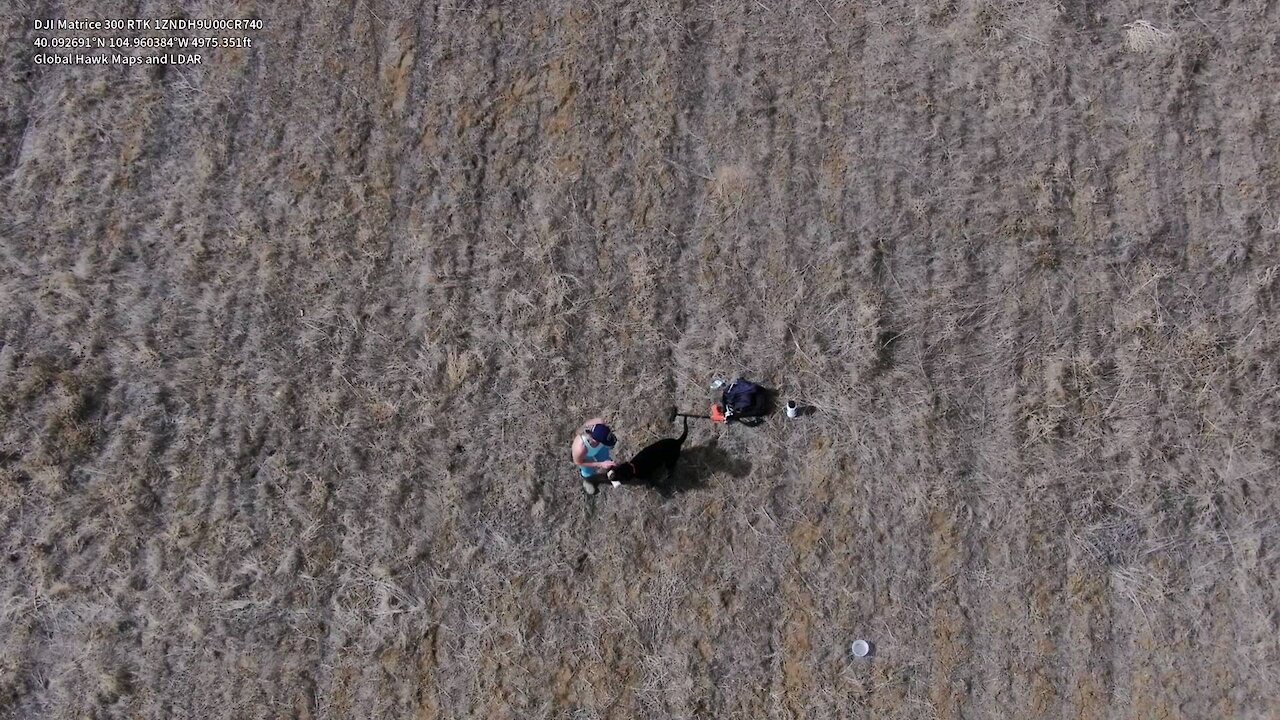 Gun Dog Retriver Training in The Rockies with a Drone