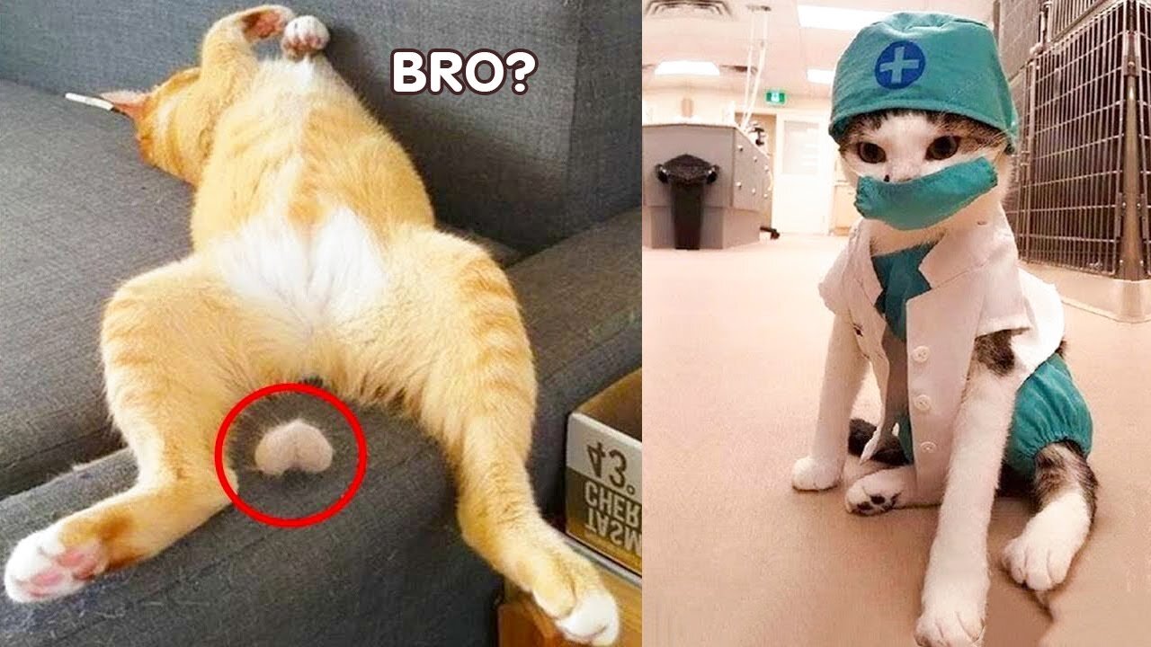 Funniest Animals - Best Of The 2021 Funny Animal Videos #5