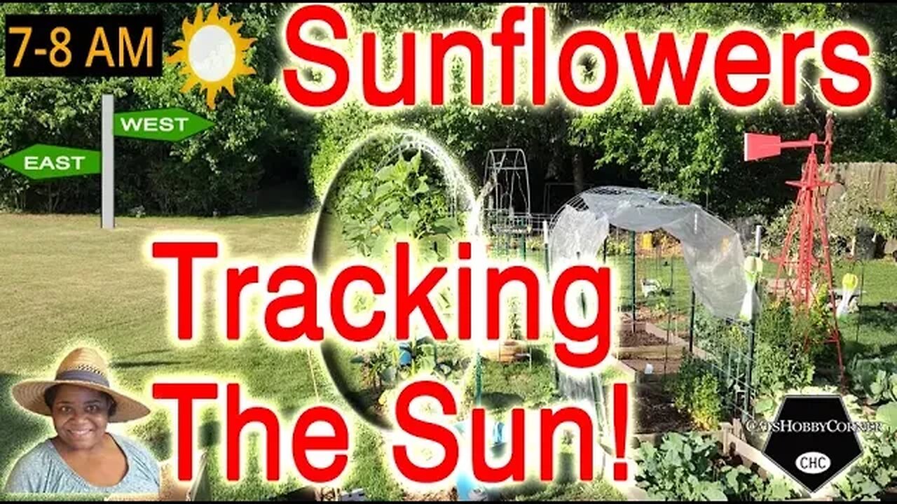 #mammoth #sunflowers Track The Sun - #catshobbycorner