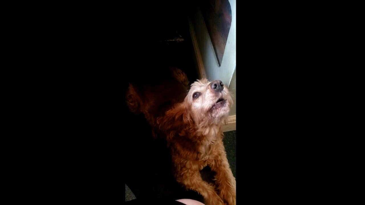 Cocker spaniel Howls/sings happy birthday