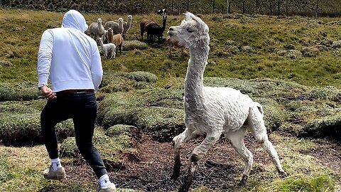 FUNNY Pet Fails 😂 BEST Animal Compilation