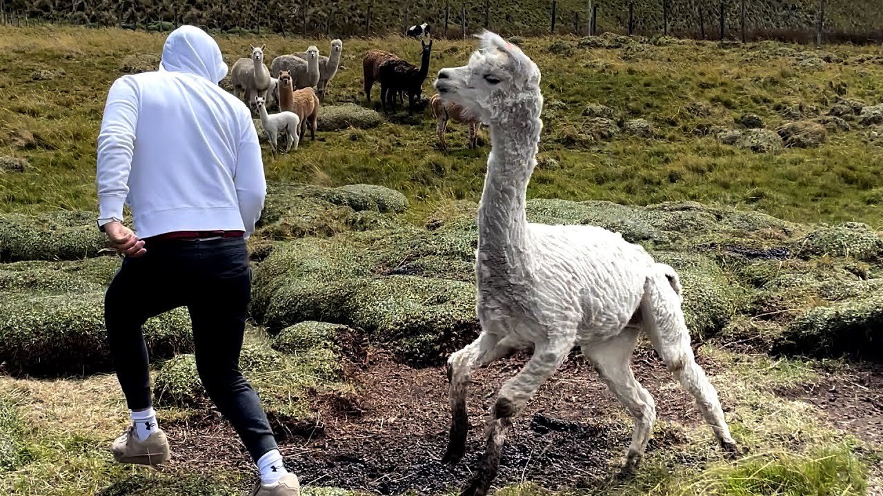 FUNNY Pet Fails 😂 BEST Animal Compilation