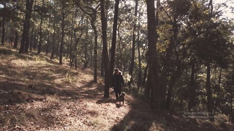 Person walking a dog in the forest.