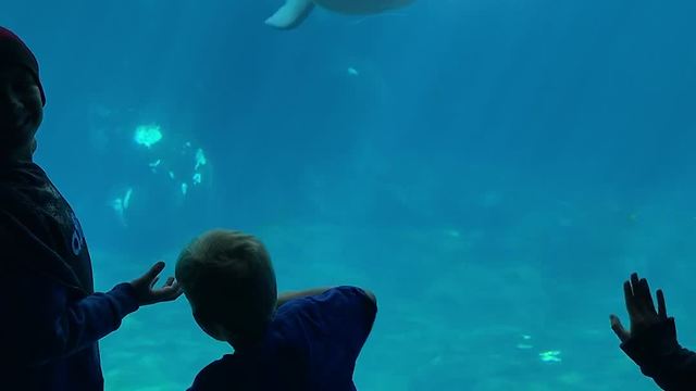 Curious Beluga Whale Scares Kid, Causing Him To Fall Over