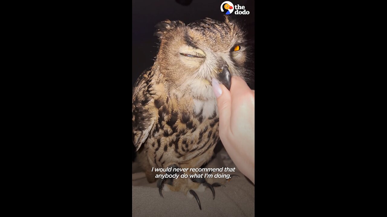 Baby Owl imprints on her human sisters and preens their hair while they're doing homework