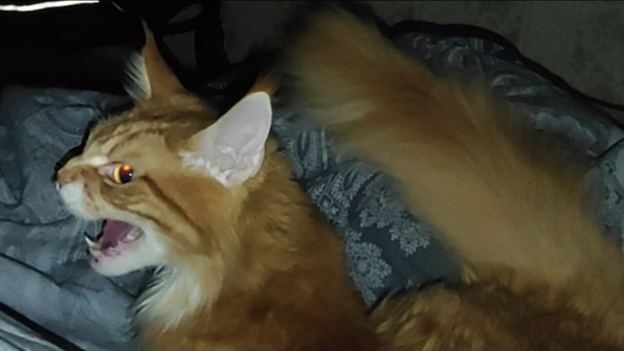 Maine Coon is furious