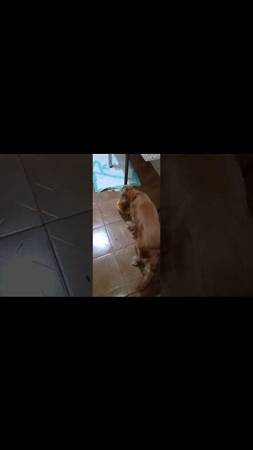 dogshow golden, shorts