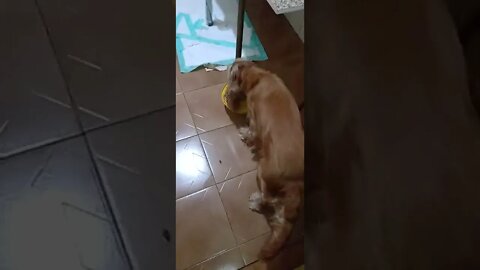 dogshow golden, shorts