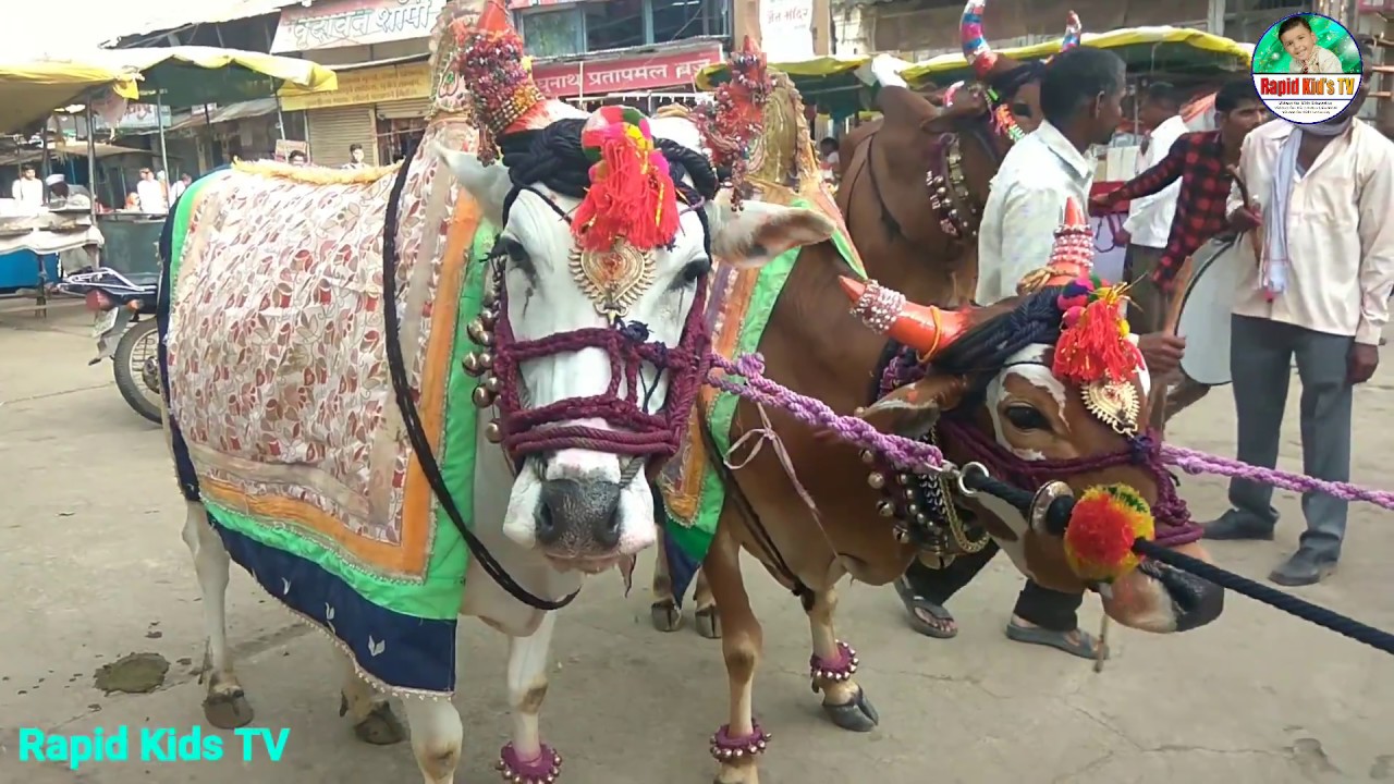 Bail Pola Festival Celebration Maharashtra