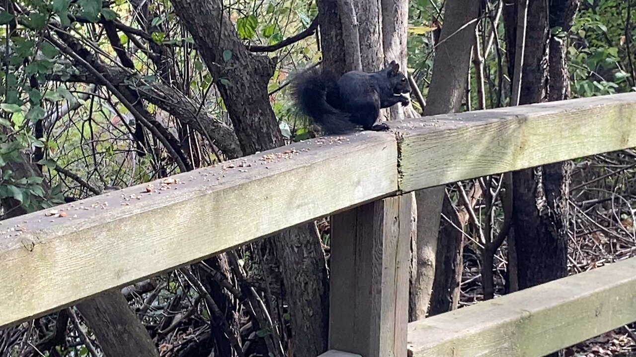 Black Squirrel James Gardens Toronto