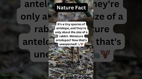 Have You Heard Of A Dik-Dik? #shorts #animal #antelopes