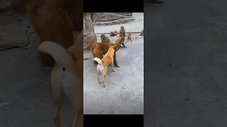 The Ultimate Showdown || Dog vs. Monkeys