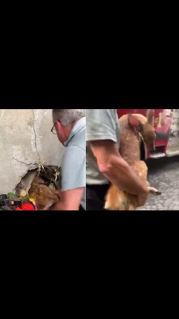 First responders help rescue baby deer stuck in drain pipe