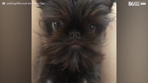 Cão fofo mostra sua impressionante "barba"