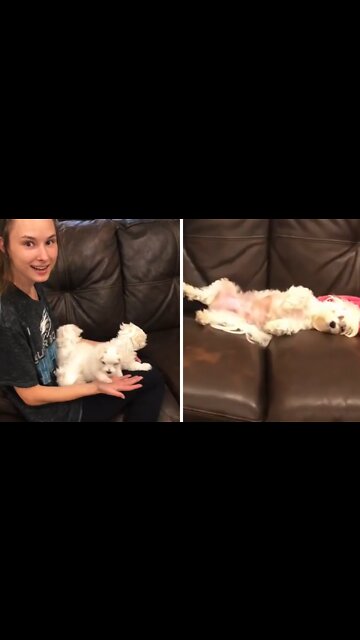 Dog drops off puppies with owner so she can nap