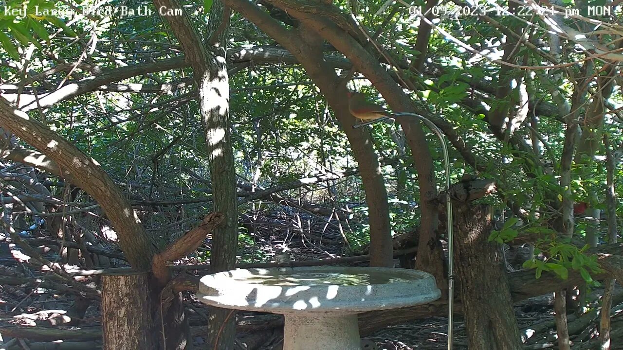 Key Largo - Yellow-rumped warblers!