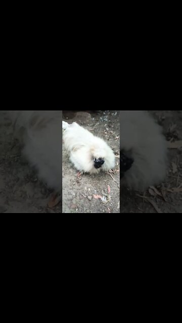 Good morning Silkie Rooster