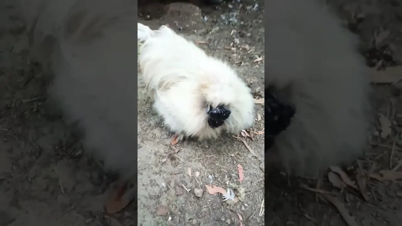 Good morning Silkie Rooster