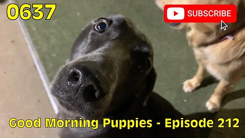 [0637] GOOD MORNING PUPPIES - EPISODE 212 [#dogs #doggos #doggies #puppies #dogdaycare]