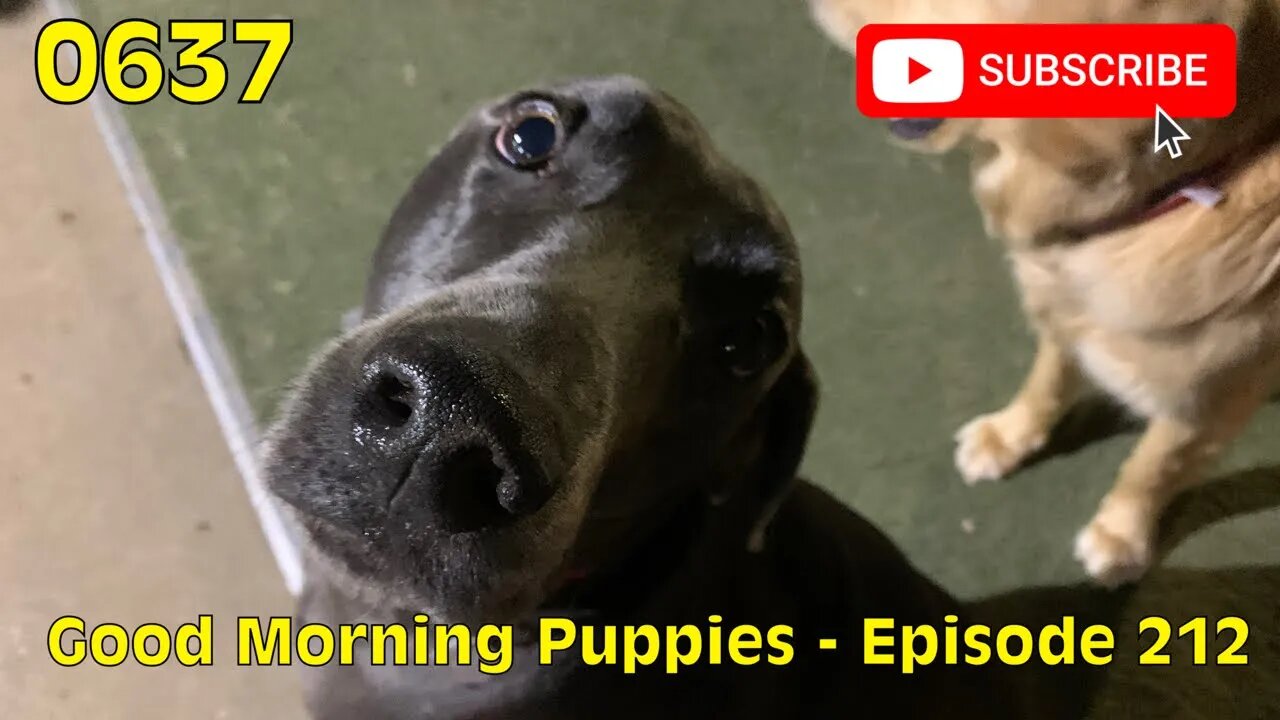 [0637] GOOD MORNING PUPPIES - EPISODE 212 [#dogs #doggos #doggies #puppies #dogdaycare]