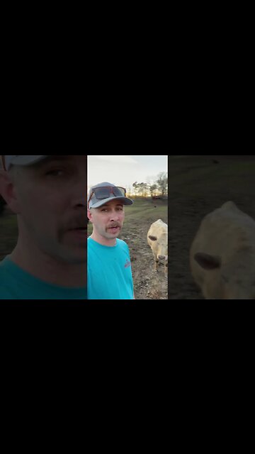 Day 22: 30 days of #calving . #ranch #ranchlife #farm #farmlife #cattle #cow #calf #hay