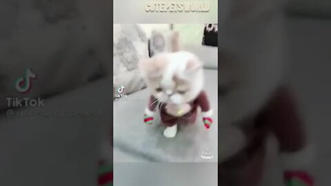 Cute and funny cat videos/#kitten #cat #kitty #funny kitten #funnycat #trending #shorts #tiktok (5)