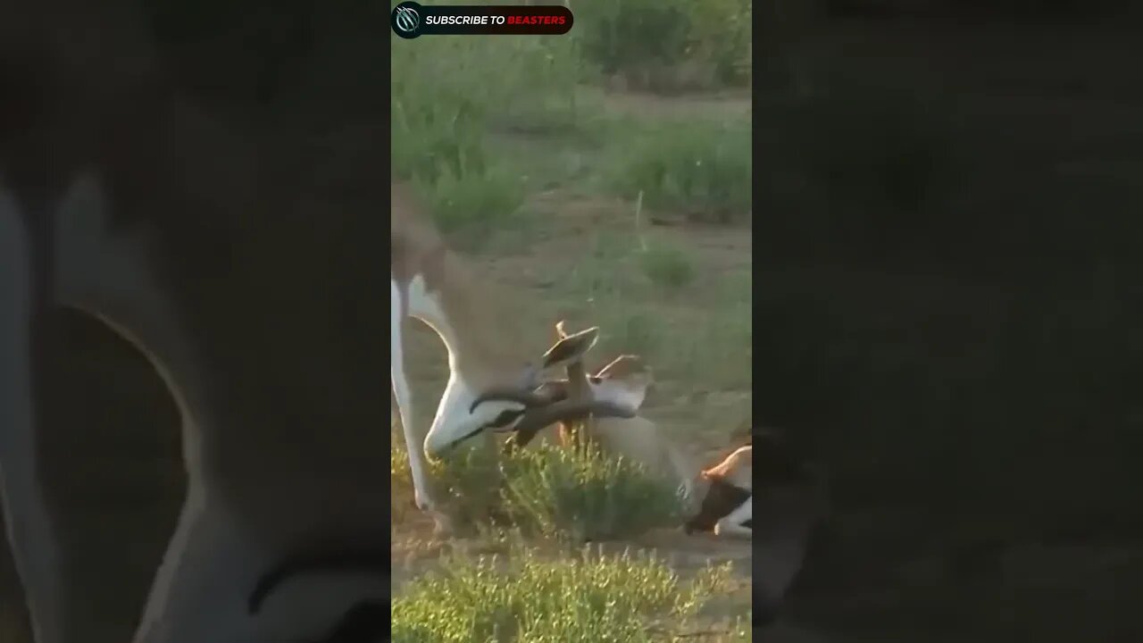 Jackal hunts two gazelle