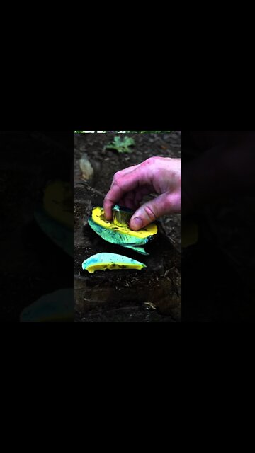 Bolete Mushroom that Stains Blue!! Foraging Wild Mushrooms