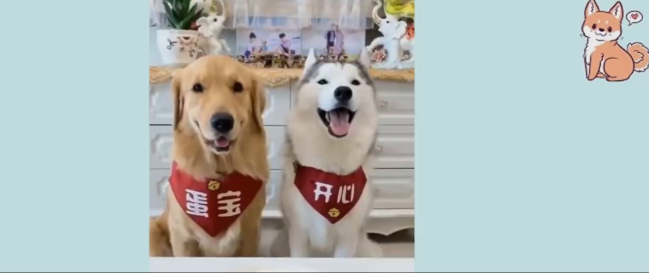 You will laugh at all the DOGS 🤣 Funny DOG Video