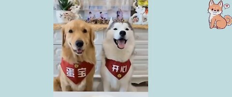 You will laugh at all the DOGS 🤣 Funny DOG Video