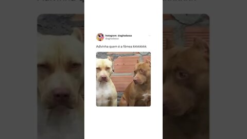 adivinha quem é a fêmea