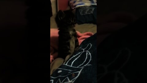 Cute and Funny Cat Video Compilation 2021 _Part _04 #shorts