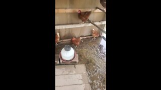 Flooded coop