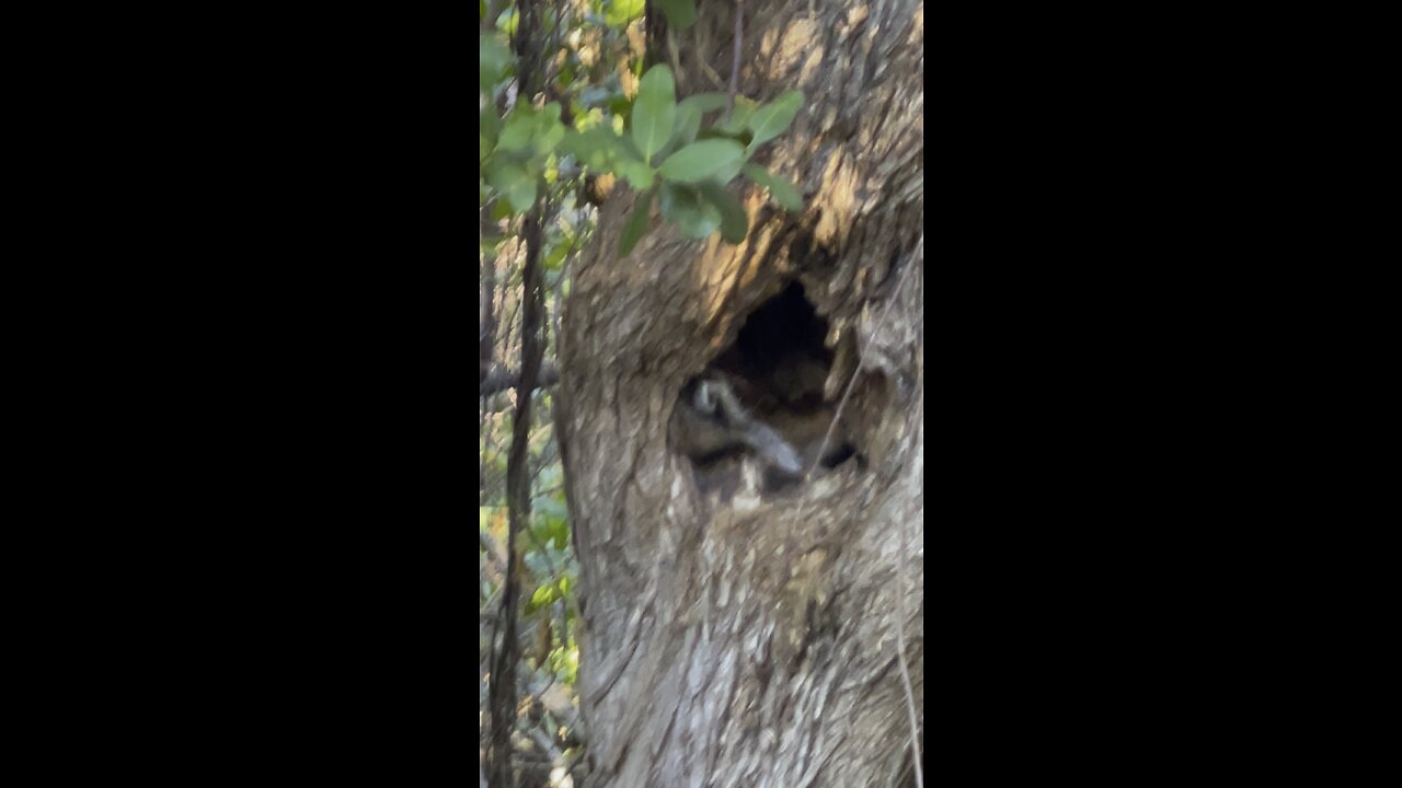 Mama Raccoon Tries To Nap But Babies Are Keeping Her Up PART 2 #4K