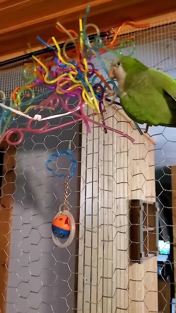 This parrot uses crazy straws to build an indoor nest