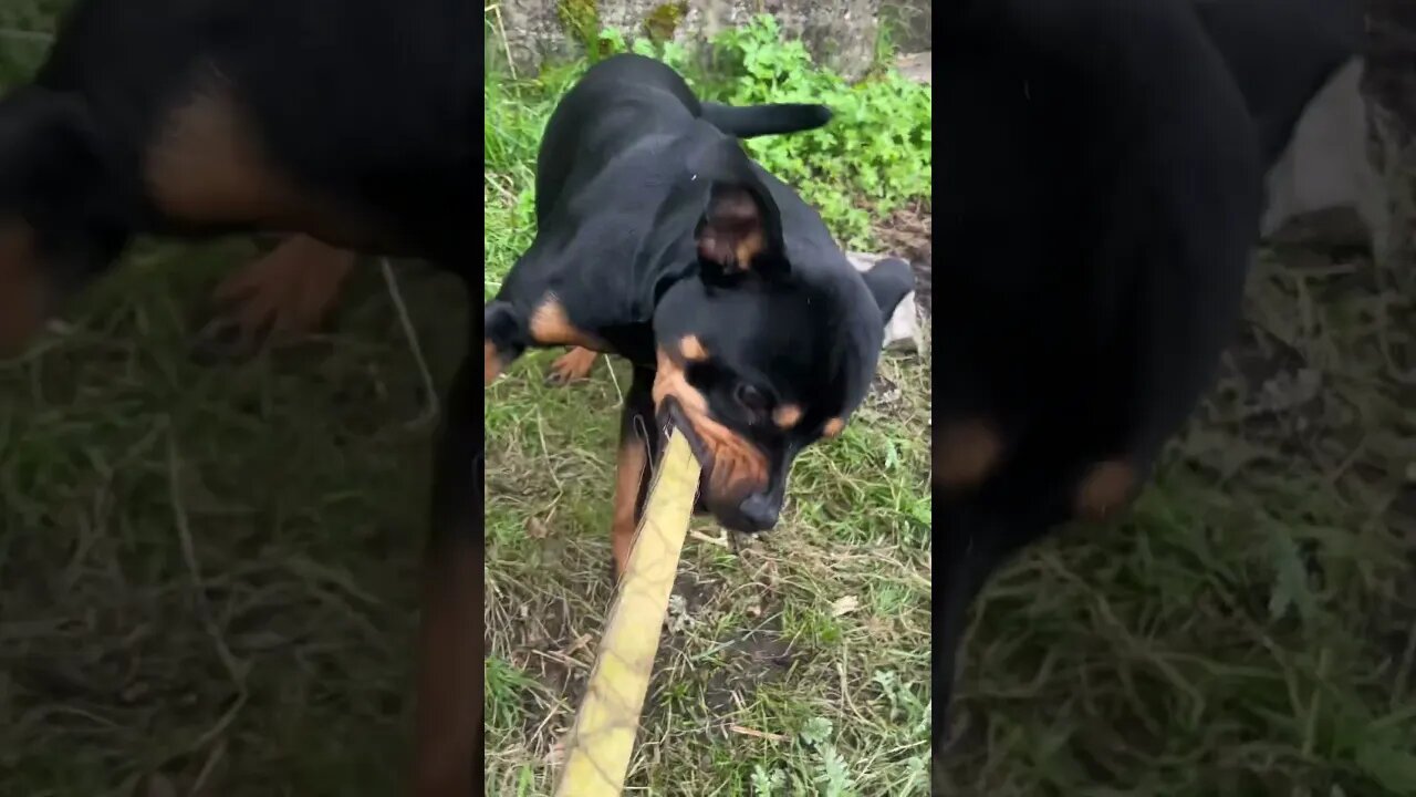 Rottweiler 😁 #shorts #short #viral #trending #subscribe