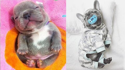 Baby Dogs - Cute and Funny Dog Videos Compilation #1 Cute Buddy