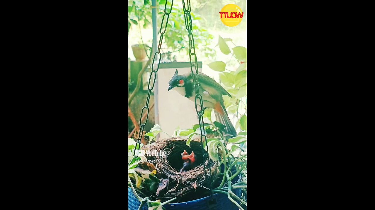 Part 2 | Red Whiskered Bulbul's eggs hatches in our home | Magical Nature | Simply Beautiful