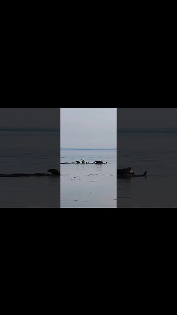 A group of SEALS at the Beach 🦭