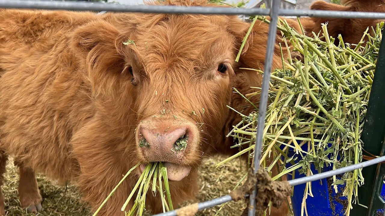 Fluffy Highland Cows Eating Food ASMR