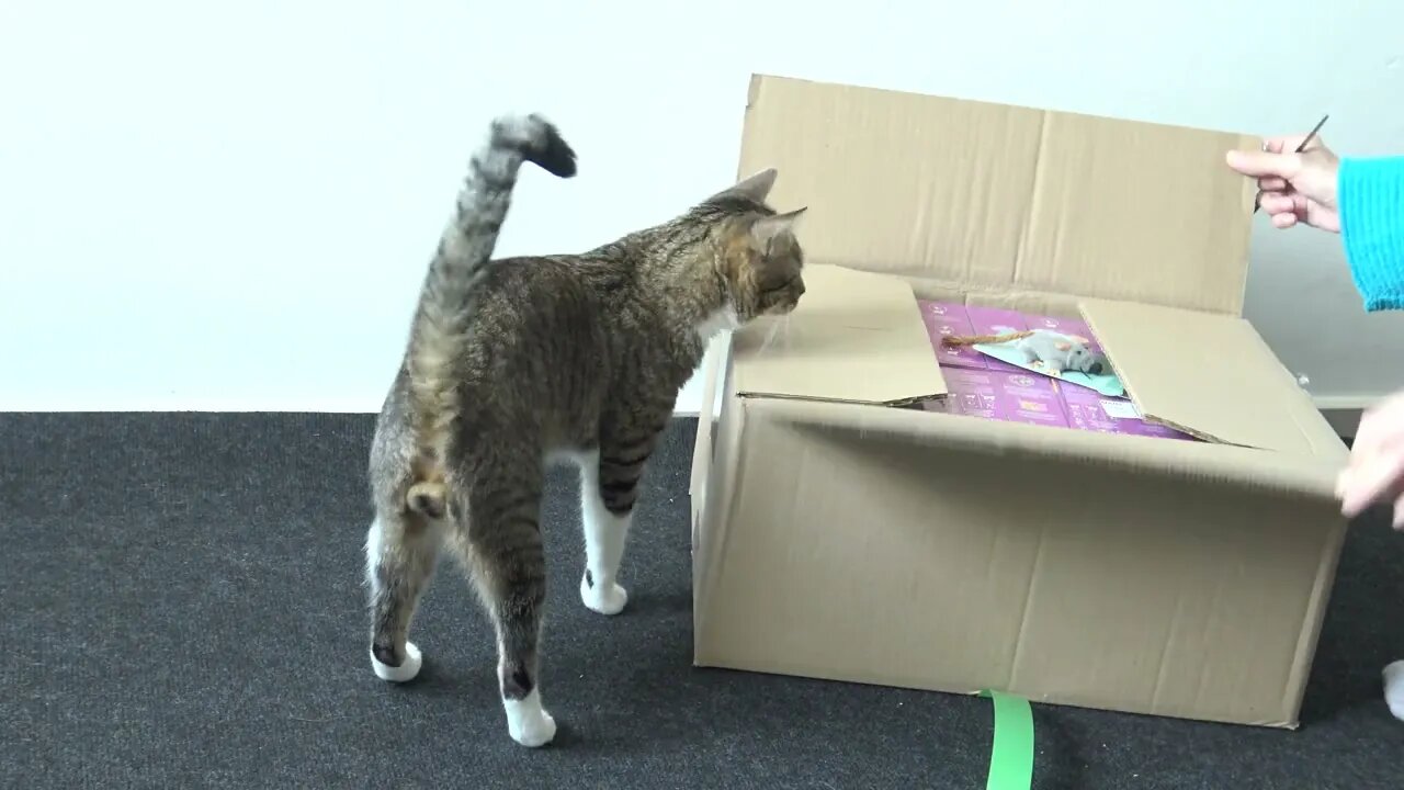 This Smart Cat Ordered Food and Toys Online