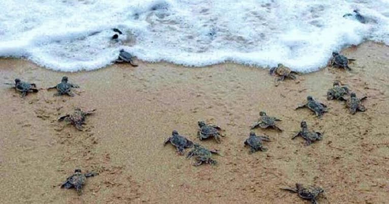 WILD BABY TURTLES