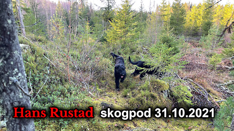 Skogpod 31. oktober: Antiautoritære reflekser