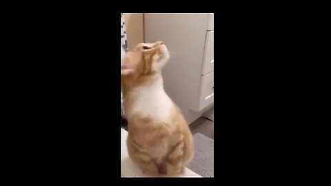 Funny animal videos