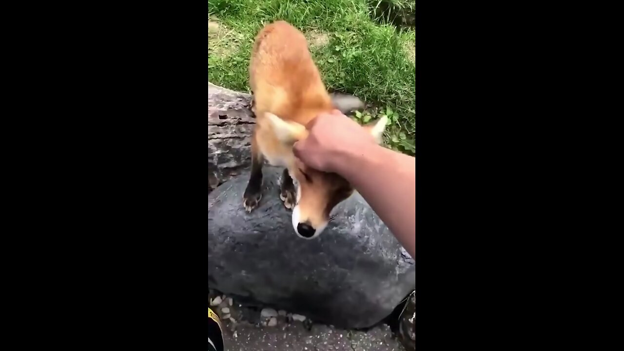 Funy Animal Video