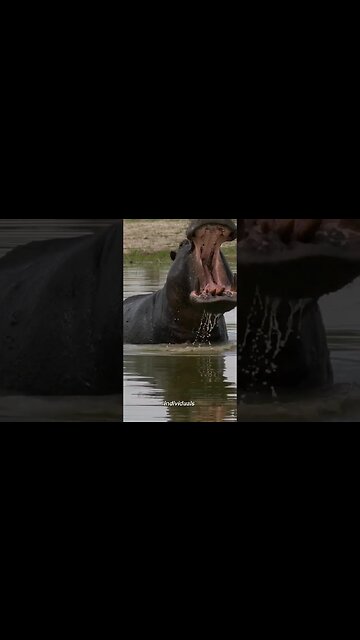 Hippopotamus 🦛 The Most Dangerous Animal On The River #shorts