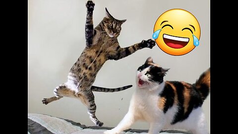 Funny moment cat and dog