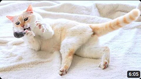🐱🐱🐱Hilarious Cat Compilation🐱🐱🐱