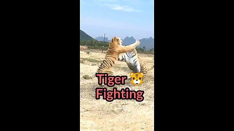 two tiger 🐅🐅 big fighting
